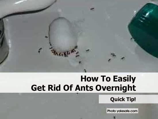 how to easily get rid of ants overnight diy craft projects how to easily get rid of ants overnight diy craft projects
