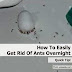 How To Easily Get Rid Of Ants Overnight