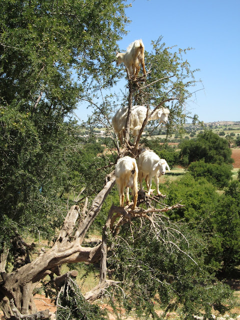 Goats in Trees