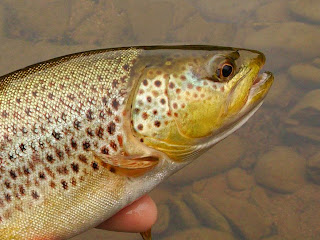 beaverkill brown trout beaverkill brown trout