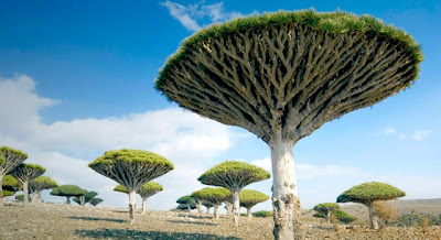 Dragon’s Blood Tree