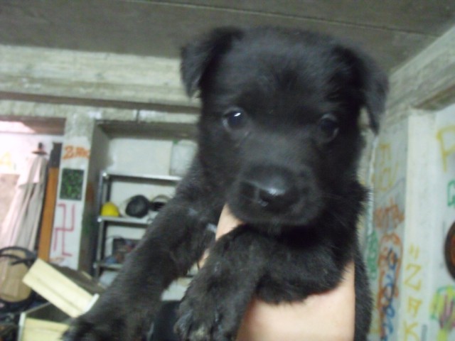 Adotta Un Cane A Siracusa Adottata Cucciola Di 1 Mese E Mezzo