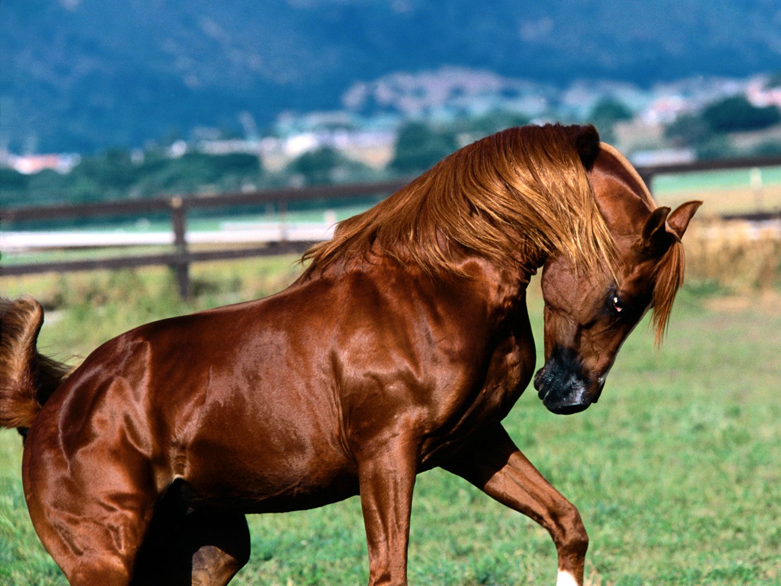http://4.bp.blogspot.com/-m35CcHzYSwc/UOtQfIkjqoI/AAAAAAAA4sc/CuvGr4rTJHY/s1600/Fondos-de-pantalla-de-caballos-wallpapers+(1).jpg