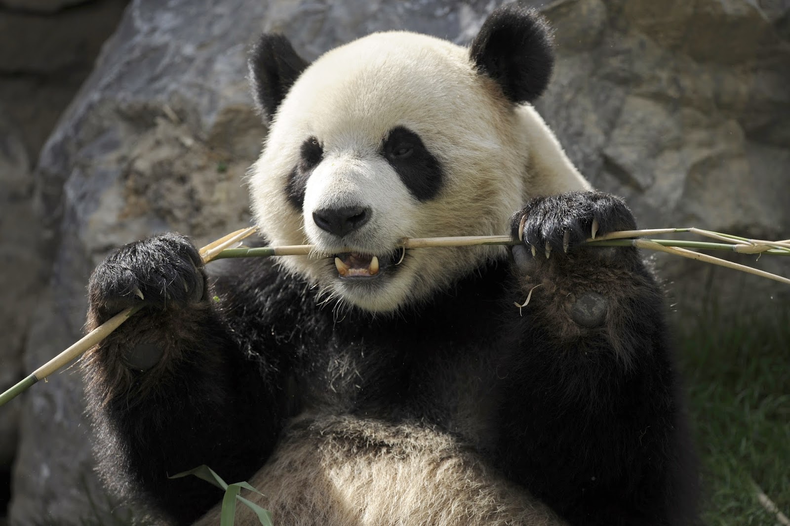 Los Pandas No Deberían Comer Bambú Según Estudio
