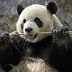 Los Pandas No Deberían Comer Bambú (Según Estudio)