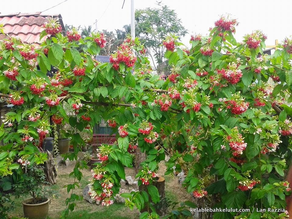Pokok Bunga Lebah - Akar Dani (Combretum indicum) - Kelab Lebah Kelulut