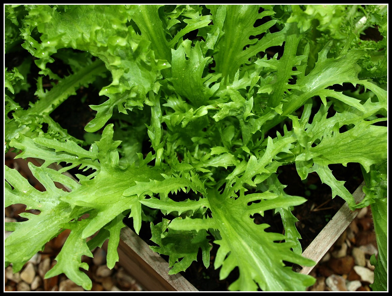 endive.jpg