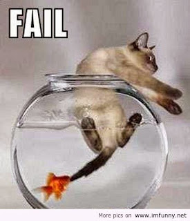 lolcat, fish bites cat, cat in fish bowl, cat in fishbowl, fish revenge