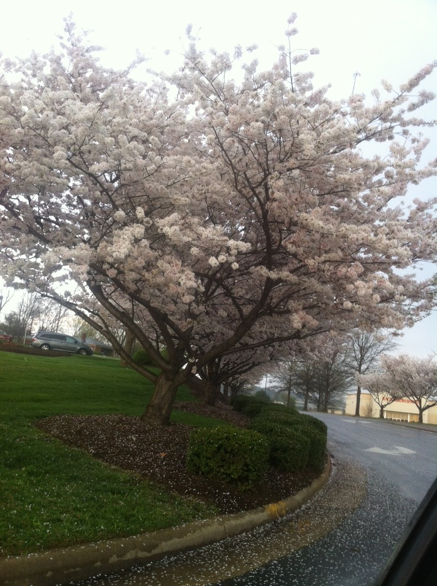 Chew La La Cherry Blossom Macarons