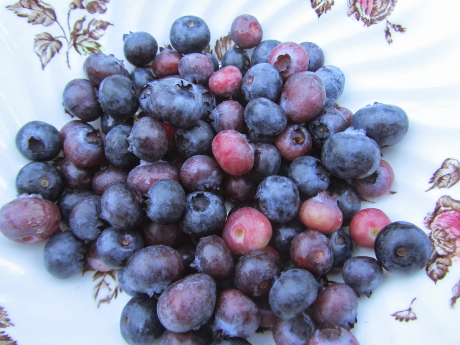 Blueberry Harvest