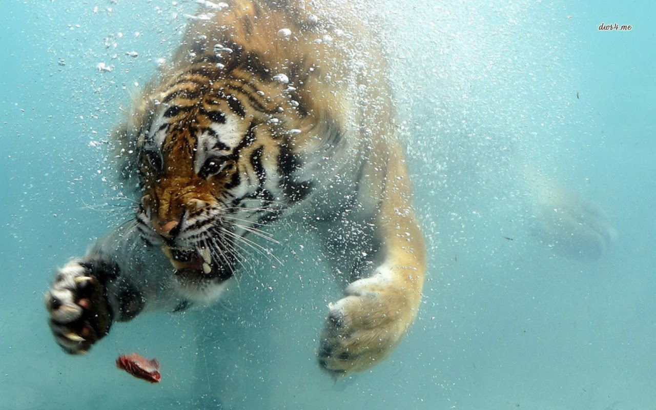 Desktop Hd Wallpapers Free Downloads Bengal Tiger Hd Wallpapers