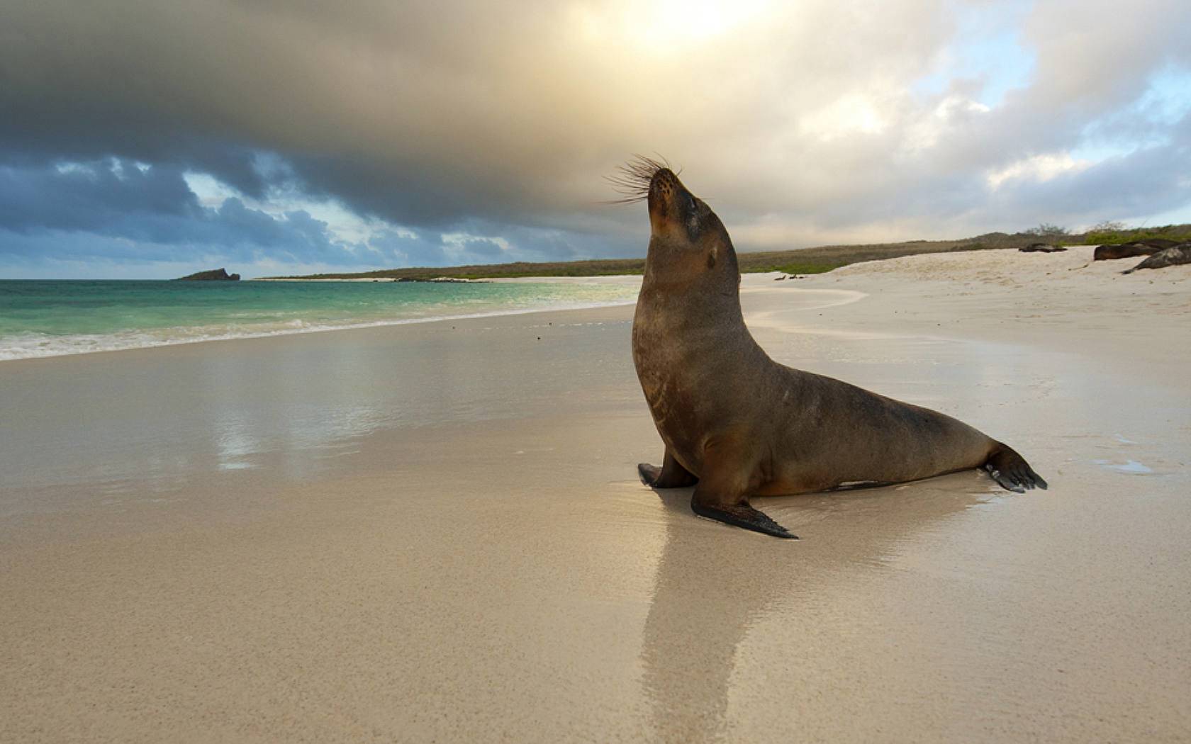 Seal on Beach HD Wallpapers