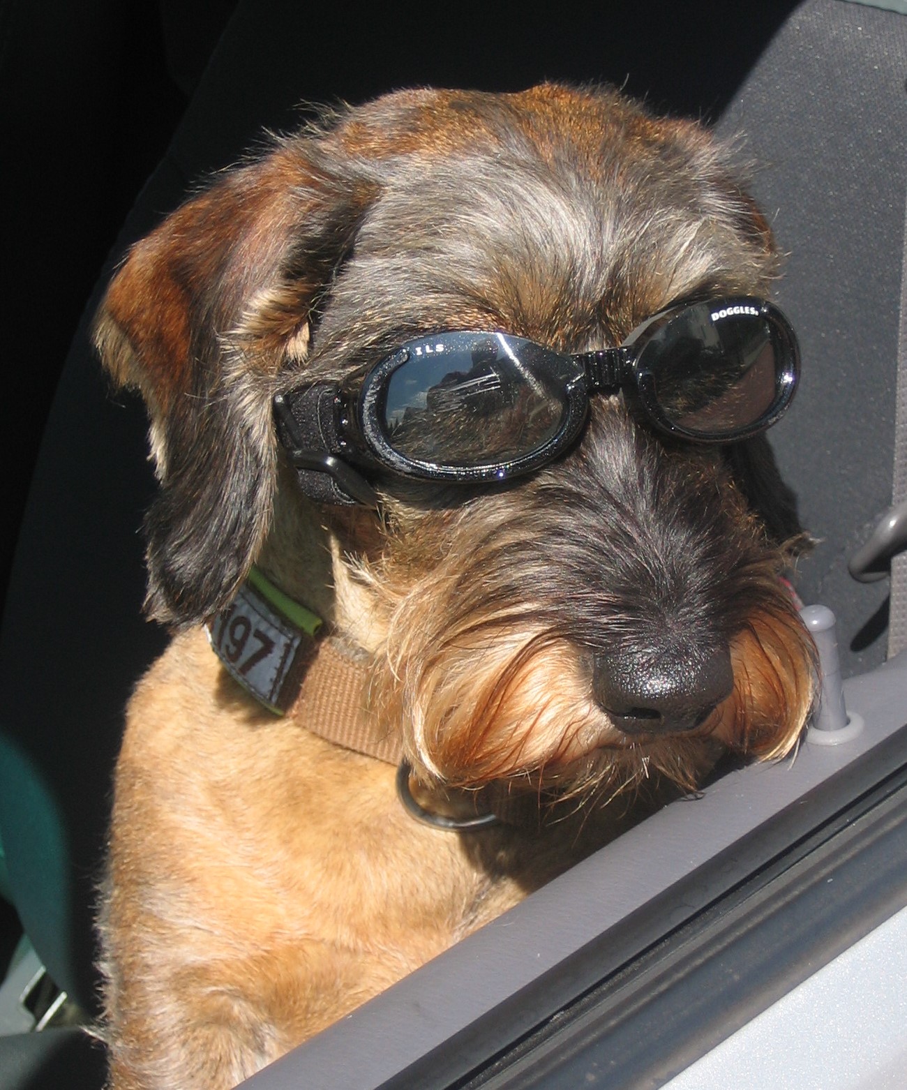Hundezubehör für kleine und große Hunde fashion and lifestyle for