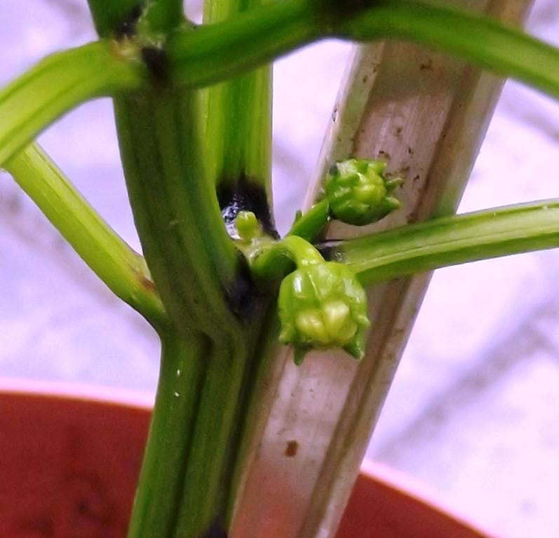 Roots 'n' Shoots Peppers How To Grow Fruit of the Month