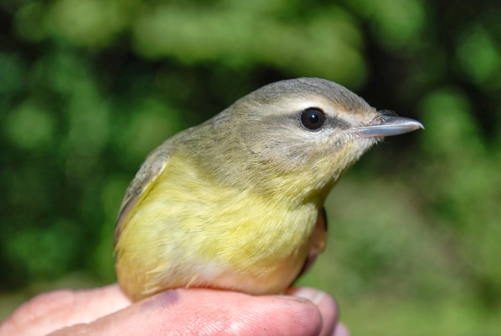 Minnesota Birdnerd: Fall Vireos