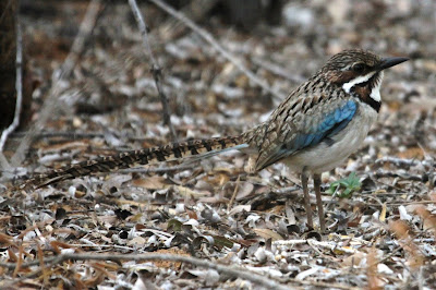 long tailed Ground Roller 2