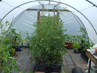 Polytunnel