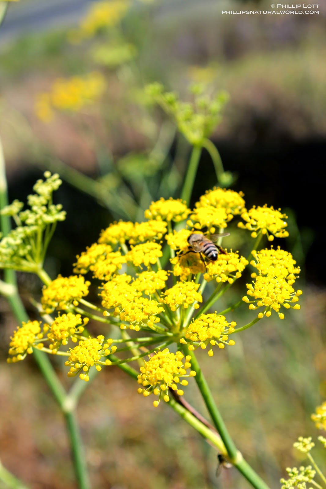 California Fennel and Florida Horsemint Phillip's Natural World