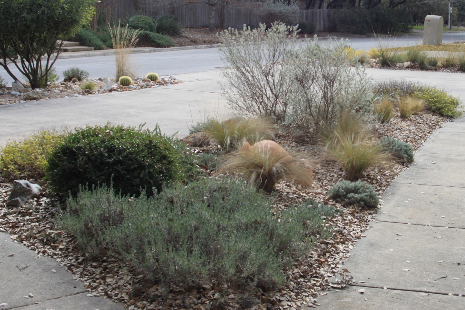 Winter Plants in Texas