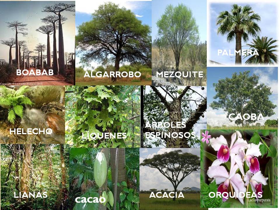LAS PLANTAS FLORA Y FAUNA las plantas flora y fauna: