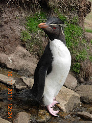 Rockhopper!!