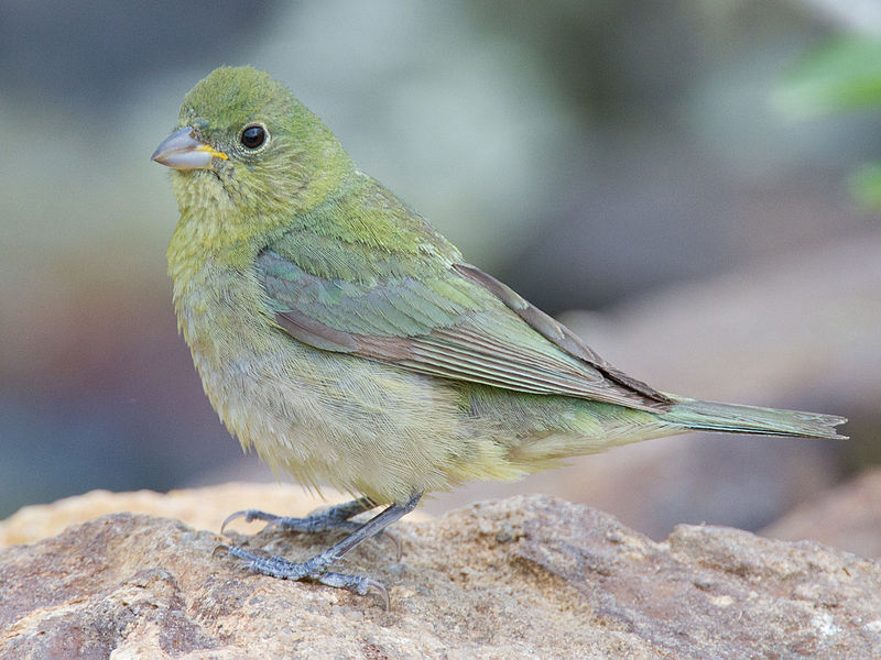 Female Painted Bunting Images Female Painted Bunting Images