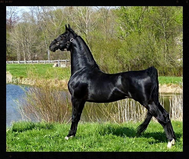 The American Saddlebred 2/22/15 500 Likes