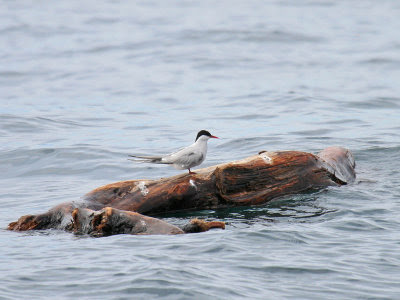 Oregon sea bird: Arctic Tern