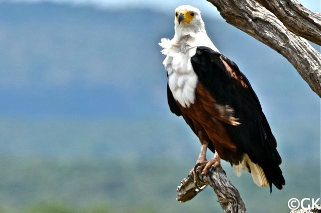 Schreiseeadler (Haliaeetus vocifer)