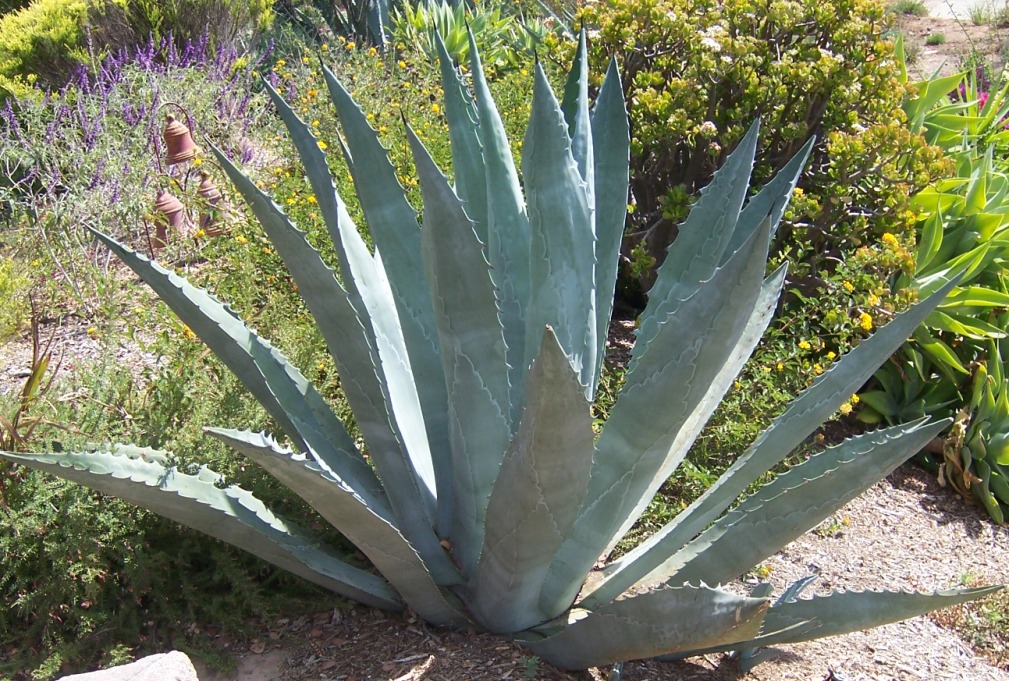 the 2 minute gardener photo century plant agave americana the 2 minute gardener photo century plant agave americana