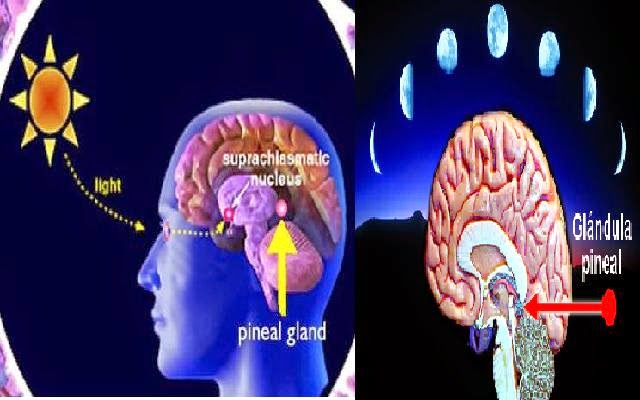 Resultado de imagen para cambios luz solar y glandula pineal