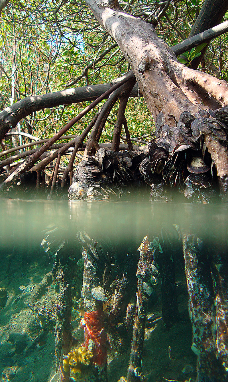 Mangrove Forest (Florida Everglades)