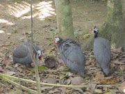 Guineafowl