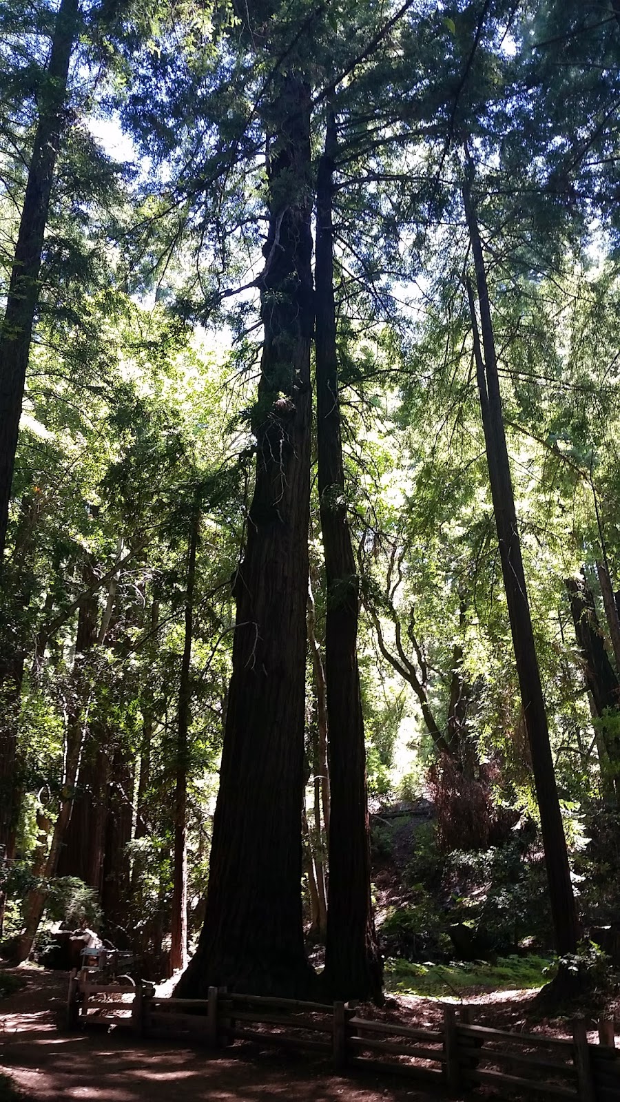Redwood DSC_0449