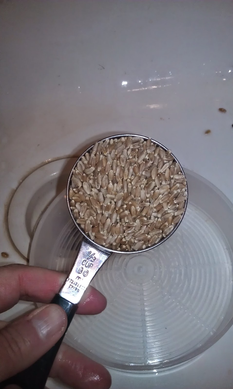 Backyard Chicken Ladythinking out loud I Grow Wheat Grass for 17