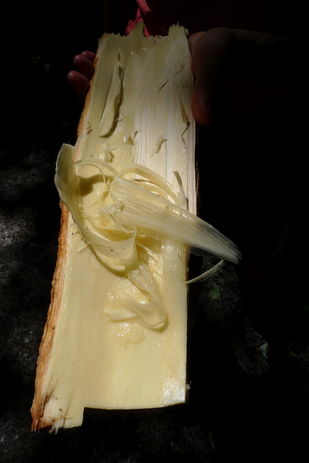 Wild Harvests CottonCamby (Cottonwood Cambium)