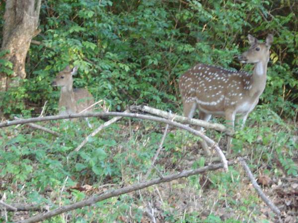 Deer – Dandeli Wildlife Sanctuary