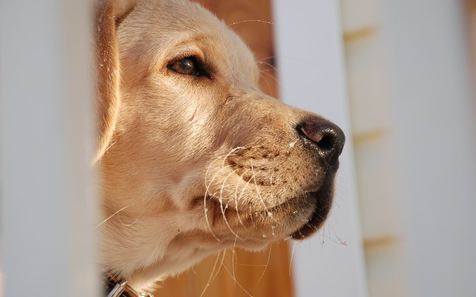 http://4.bp.blogspot.com/-m6BqmAg9Gsw/Tpqc-2F4AiI/AAAAAAAAAo8/npTa_X40Ueo/s1600/Dog.jpg
