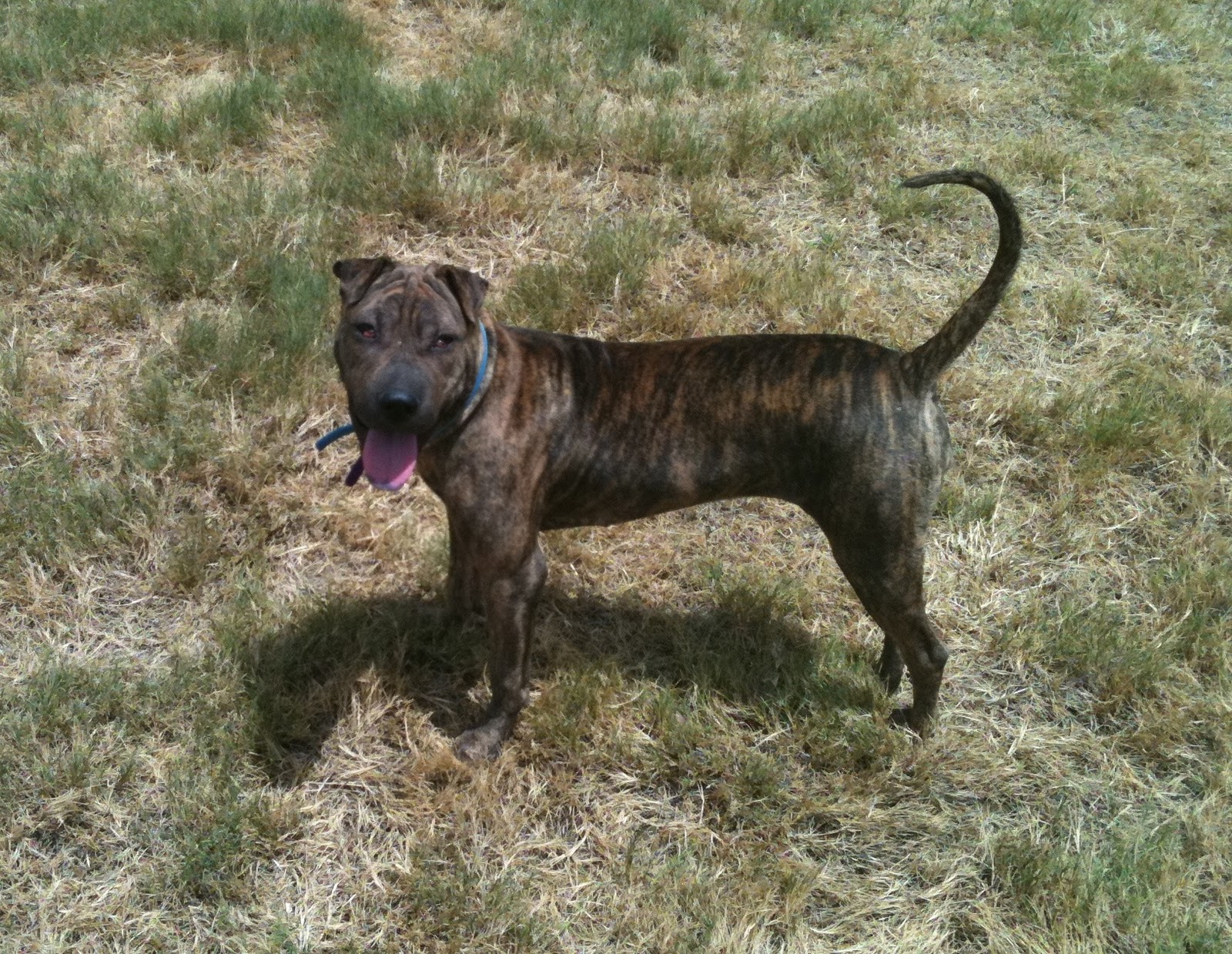 Brindle Pitbull Dog