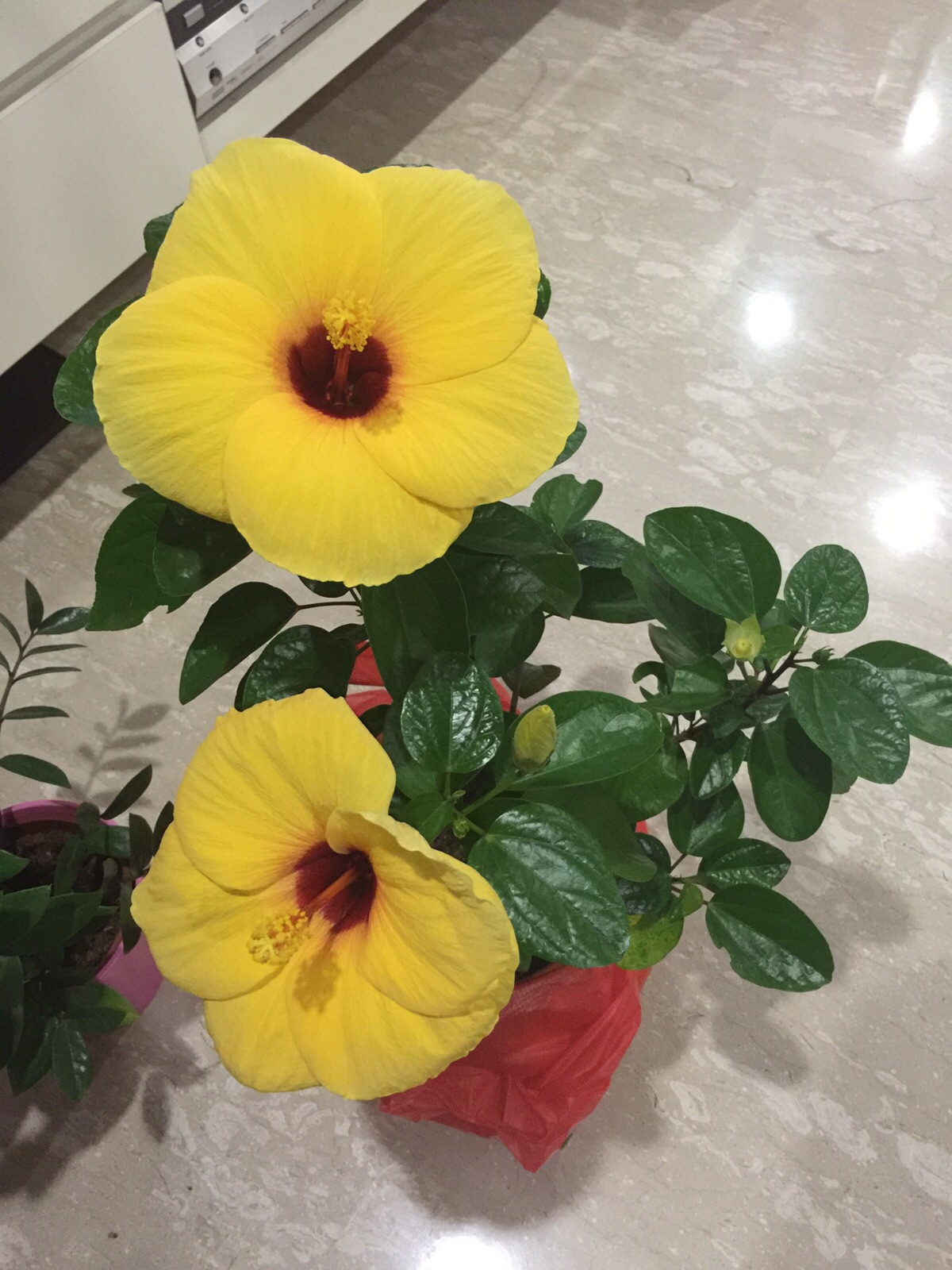 SG My Garden Is Good Yellow Hibiscus Plant