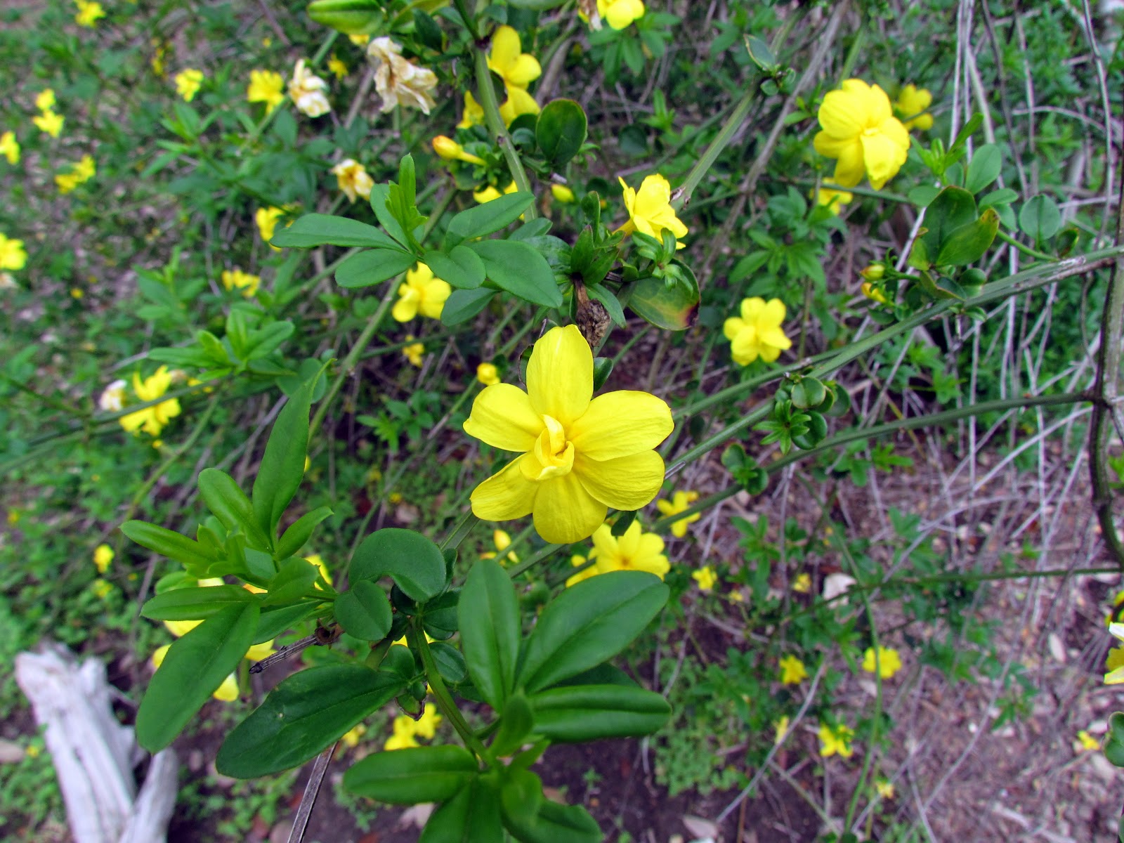 Patchwork Garden Garden Blogger' Bloomday...March 2012...