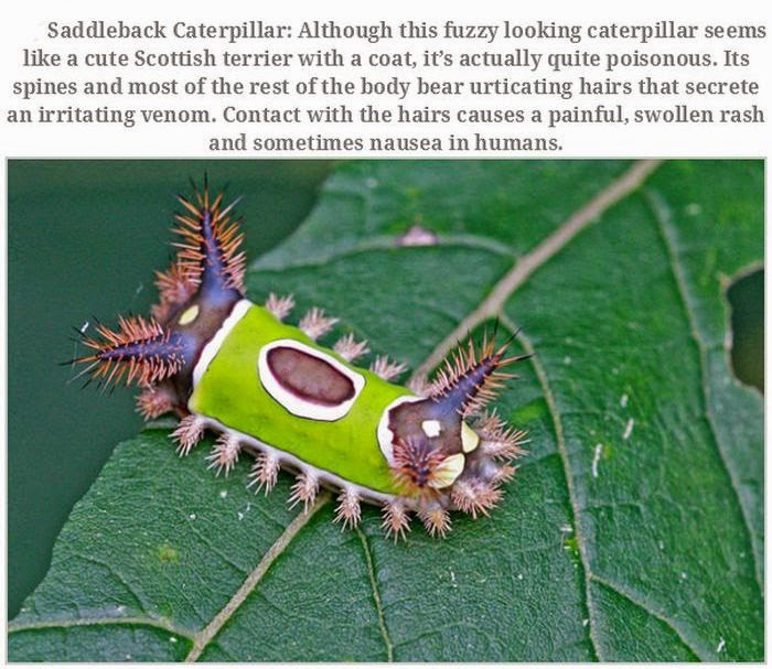 Weird animals (20 pics), strange animal pictures, saddleback caterpillar