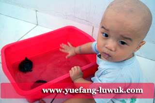 Hadi bermain dengan kura-kura sambil disuapi hadi_bermain_dengan_Kura_Kura_sambil_disuapi