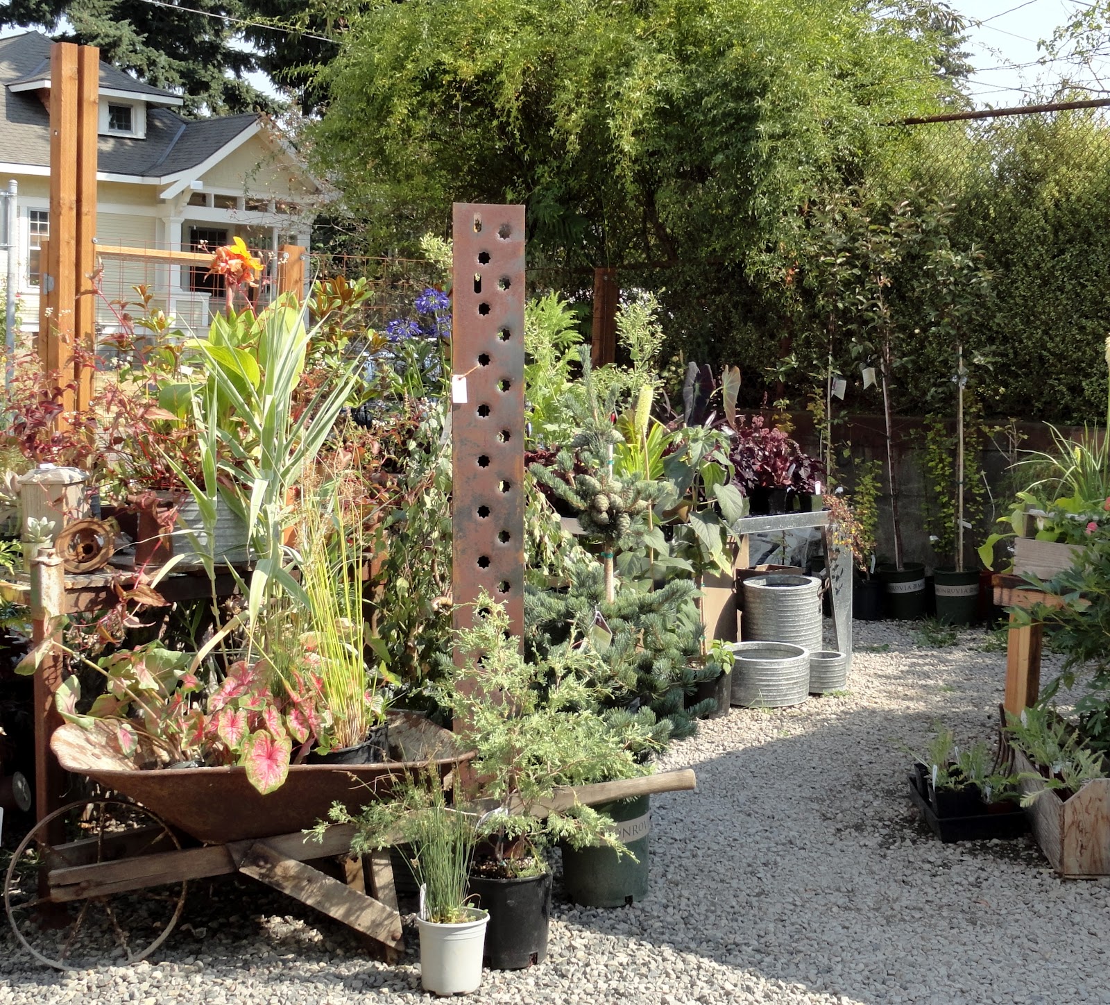 danger garden August 2012