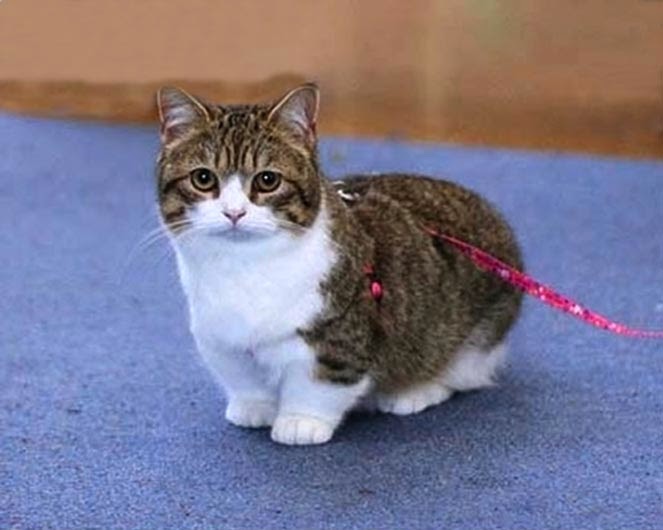 Cat Shorts your seo optimized title Cat Shorts your seo optimized title