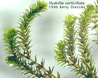 Hydrilla verticillata Hydrilla verticillata