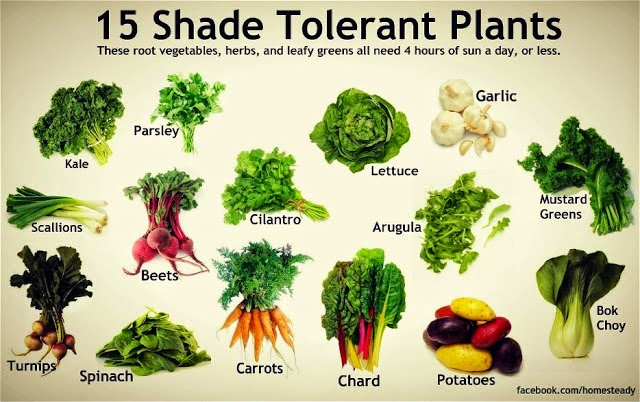 13 Vegetables That Grow in the Shade