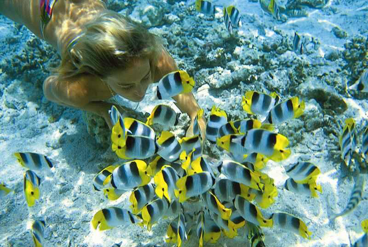 Bora-Bora Fishes Bora-Bora Fishes