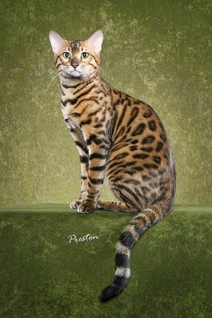 bengalí desconocido bengalí desconocido