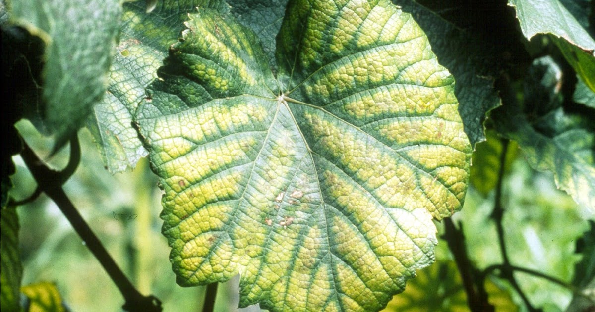 How is magnesium used in plants information
